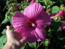 rośliny ozdobne - Hibiscus bylinowy XXL  odmiana MAUVELOUS o różowych kwiatach  - Ketmia Newbiscus Hibiscus x moscheut
