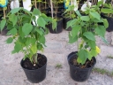 sadzonki - Hibiscus bylinowy XXL  odmiana MAUVELOUS o różowych kwiatach  - Ketmia Newbiscus Hibiscus x moscheut
