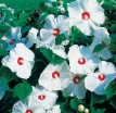 rośliny ozdobne -  Hibiscus bylinowy XXL  odmiana  Disco Belle White  - Ketmia Newbiscus Hibiscus x moscheutos