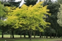 sklep ogrodniczy -  Glediczja trójcierniowa SUNBURST Gleditsia triacanthos C5/1-1,2 m *6