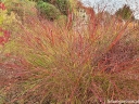 rośliny ozdobne -  Proso rózgowate Squaw (Panicum virgatum) C2 *K5