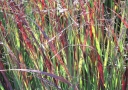 sklep ogrodniczy - Proso rózgowate Squaw (Panicum virgatum) C2 *K5