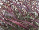 sadzonki - Proso rózgowate Squaw (Panicum virgatum) C2 *K5