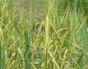 sklep ogrodniczy - Trzcina karka  Variegata (Phragmites karka variegatus) C2 *25T