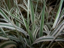 sadzonki - Trzcina karka  Variegata (Phragmites karka variegatus) C2 *25T
