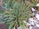 sadzonki -  Yucca Filamentosa Bright Edge /C2