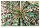 rośliny ogrodowe - Yucca Filamentosa Bright Edge /C2