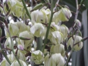 rośliny ogrodowe - Yucca Filamentosa Bright Edge /C2