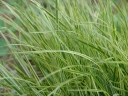 sklep ogrodniczy - Trzcinnik ostrokwiatowy Overdam (Calamagrostis x acutiflora) P11 *K26
