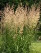 rośliny ogrodowe - Trzcinnik ostrokwiatowy Overdam (Calamagrostis x acutiflora) P11 *K26