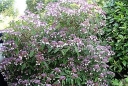 sadzonki - Hortensja kosmata Hot Chocolate (Hydrangea aspera) /C5 *K8