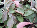 rośliny ogrodowe - Hortensja kosmata Hot Chocolate (Hydrangea aspera) /C5 *K8