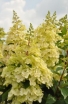 sadzonki -  Hortensja bukietowa Candlelight® (Hydrangea paniculata) C10