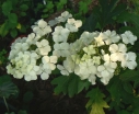 rośliny ogrodowe -  Hortensja dębolistna Ice Cristal (Hydrangea quercifolia) *10