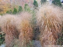 rośliny ozdobne -  Proso rózgowate Prairie Sky (Panicum virgatum Prairie Sky) /C2 *5