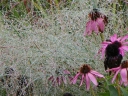 rośliny ozdobne - Proso rózgowate Prairie Sky (Panicum virgatum Prairie Sky) /C2 *5