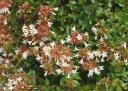 sklep ogrodniczy - Abelia x grandiflora Auderose® 'Minaud'