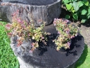 sklep ogrodniczy - Abelia x grandiflora Auderose® 'Minaud'