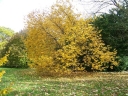 sklep ogrodniczy - Ośnieża karolińska (Halesia carolina) -krzew C5/30-40cm *K18