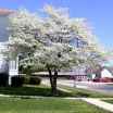 rośliny ogrodowe - Ośnieża karolińska (Halesia carolina) -krzew C5/30-40cm *K18