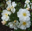 rośliny ogrodowe -  Rosa R 'Schneekonigin'® syn. Tanigino (Róża 'Schneekonigin'®) C2