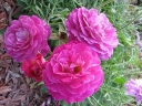 rośliny ogrodowe -  Rosa R 'Outta The Blue'®  (Róża okrywowa) C2