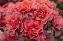 sklep ogrodniczy -  Rosa R 'Cinco de Mayo'®  (Róża okrywowa) /P13