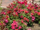 sadzonki - Rosa R 'Cinco de Mayo'®  (Róża okrywowa) /P13
