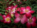 sklep ogrodniczy -  Rosa R 'Star Profusion'®  (Róża okrywowa) C1,5