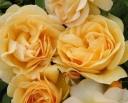 rośliny ogrodowe -  Rosa R 'Anisade'® Wekvossutono (Julia Child)  Róża C3