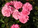 rośliny ozdobne -  Rosa R 'Mirato'®  Tanotax  Róża okrywowa C1,5