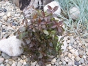 sadzonki -  Krzewuszka cudowna Midnight Wine 'Elvera' PBR (Weigela florida) C2 *22