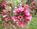 sadzonki - Krzewuszka cudowna Midnight Wine 'Elvera' PBR (Weigela florida) C2 *22