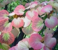 sklep ogrodniczy - Grujecznik japoński (Cercidyphyllum japonicum) C5/1,6-1,8m
