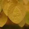 rośliny ozdobne - Grujecznik japoński (Cercidyphyllum japonicum) C5/1,6-1,8m