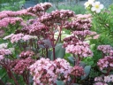 sklep ogrodniczy -  Rozchodnik okazały 'Matrona' (Sedum spectabile 'Matrona') C2