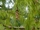 sklep ogrodniczy - Metasekwoja chińska (Metasequoia glyptostroboides) C5/1,2m *6