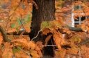 sadzonki - Metasekwoja chińska (Metasequoia glyptostroboides) C5/1,2m *6