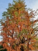 rośliny ogrodowe - Metasekwoja chińska (Metasequoia glyptostroboides) C5/1,2m *6