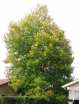 sadzonki - Tulipanowiec amerykański C2 (Liriodendron tulipifera)