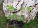 rośliny ogrodowe - Tulipanowiec amerykański C2 (Liriodendron tulipifera)