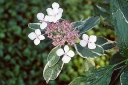 rośliny ogrodowe - Hortensja ogrodowa Mariesii Variegata /C3-C4 *K10