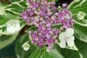 rośliny ogrodowe - Hortensja ogrodowa Mariesii Variegata /C3-C4 *K10