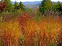 rośliny ozdobne - Miscanthus sinensis PURPURASCENS Miskant chiński C3 *5