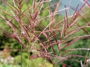 sadzonki - Miscanthus sinensis PURPURASCENS Miskant chiński C3 *5