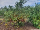 sadzonki - Oliwnik baldaszkowaty Elaeagnus umbellata C2/100cm *K6