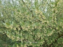 rośliny ozdobne - Oliwnik baldaszkowaty Elaeagnus umbellata C2/100cm *K6