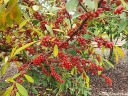 rośliny ogrodowe - Oliwnik baldaszkowaty Elaeagnus umbellata C2/100cm *K6