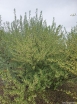 rośliny ozdobne - Oliwnik baldaszkowaty Elaeagnus umbellata C2/100cm *K6