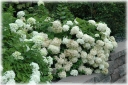 rośliny ozdobne - Hortensja bukietowa Grandiflora (Hydrangea paniculata) /C3 *19